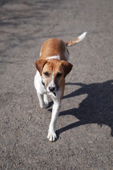 jack russell terrier