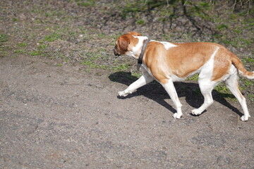 american staffordshire terrier
