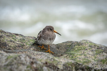 Ruddy Turnstone on a Rock