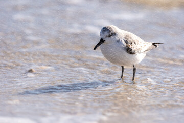 Sandpiper on the Beach