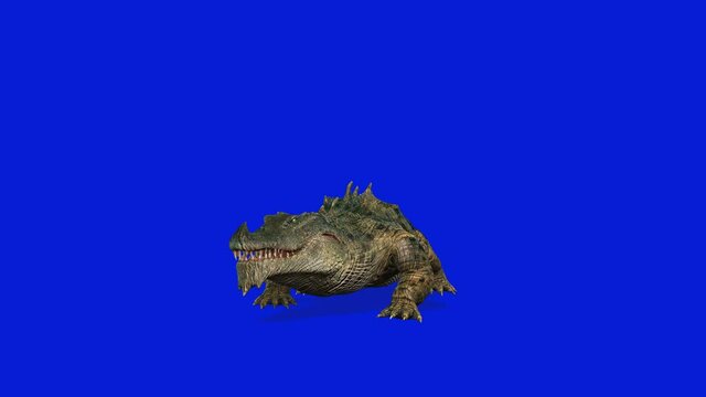 Crocodille Attack Seamless Loop, Blue Screen Chromakey