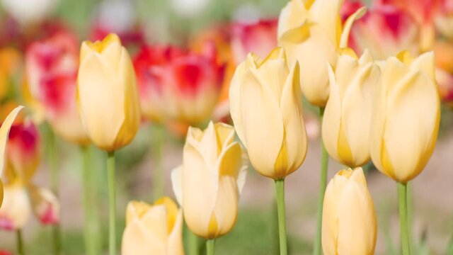 【春】カラフルなチューリップの花が風に揺れる自然風景　フィクス撮影