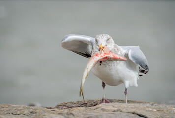 Seagull Eating a Fish