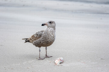 Seagull Eating a Fish