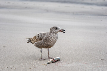 Seagull Eating a Fish