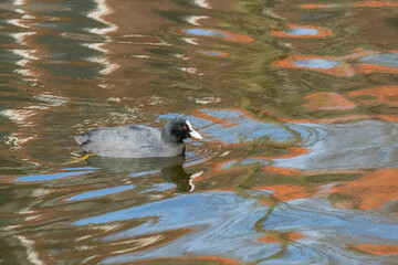 Common Coot (Fulica atra) swimming in a town canal with reflections