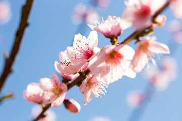 blooming peach trees on blue sky background
