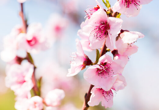 close up of pink blossoming peach flowers