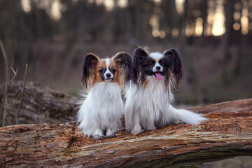 two papillon dogs sit on a log in spring autumn at sunset. The cute dog with white brown hair is in the autumn in park. Papillon Butterfly Dog. Papillion
