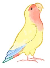 Yellow lovebird 