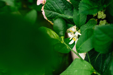 Obraz premium Lemon tree