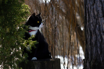 Black and white cat with yellow eyes and red collar sitting on a stub