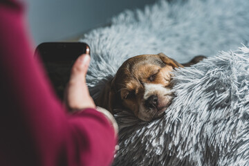 Woman take a picture a Beagle puppy resting on a couch