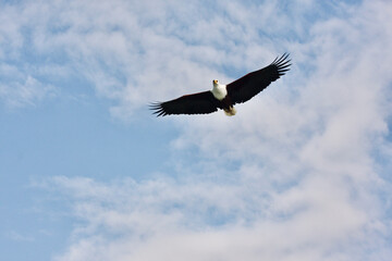eagle flying  through blue, slightly cloudy sky