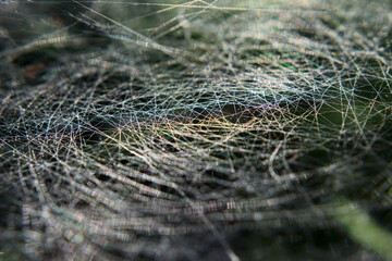 Rainbow reflected in a spider web