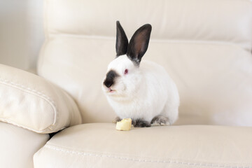 A white rabbit with red eyes and black ears sits on a white leather sofa