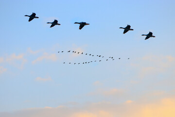 Landscape pictures with Migratory birds 