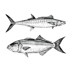 King mackerel Bluefish