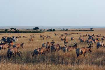 A herd of wildebeest at dawn in the Kenyan savannah