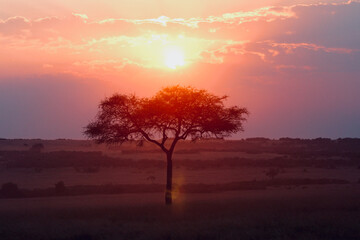 Naklejka na ściany i meble Beautiful red African sunset with typical tree in foreground