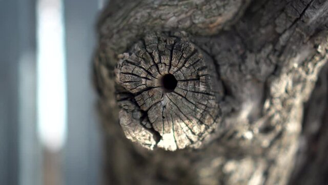 Twigs of an old dry tree close-up.