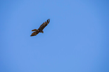 Golden eagle flying against the background of blue sky