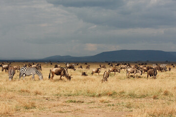 Wildebeest herd standing at the edge of a storm in the savannah
