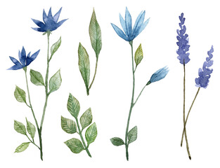 Fototapeta na wymiar Set of hand painted watercolor blue flowers. Botanical illustration
