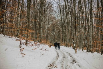 Shot of a group of people in a forest with tree dogs