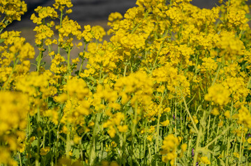 菜の花