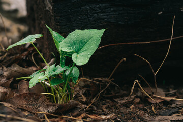 Close up Young plant growing over brown background.