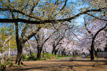 東京都 桜の咲く井の頭恩賜公園