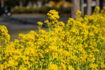 Obraz premium 菜の花