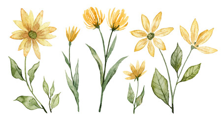 Set of hand painted watercolor yellow flowers. Botanical illustration