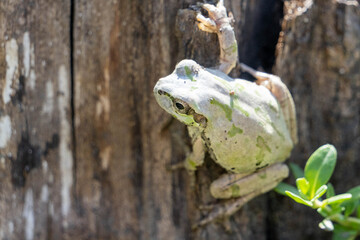 壁にしがみつくカエル