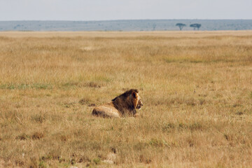Male lion lying in the sun between dry savannah grass