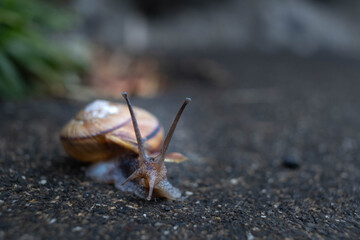 雨に濡れるかたつむり