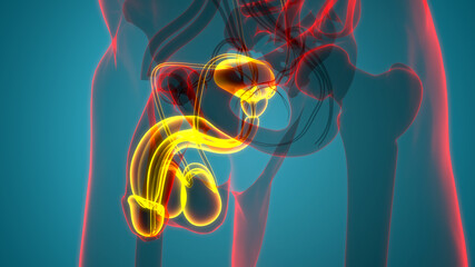 Male Reproductive System Anatomy © magicmine