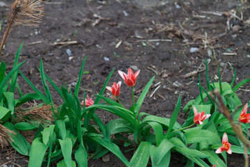 flowers on the ground