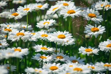 Fototapeta premium field daisies. many summer flowers in meadow on sunny day