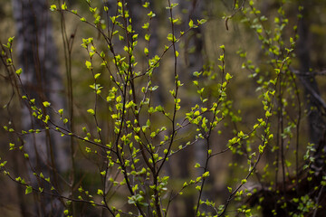 Young bright spring green leaves, natural background