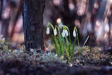 Wild snowdrops galanthus on bright sunset bokeh background