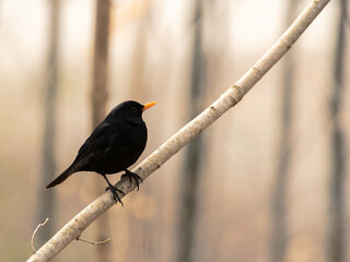Blackbird in the golden light