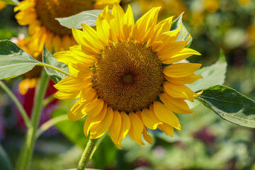 Sunflower natural background. Sunflower blooming. Close-up of sunflower.