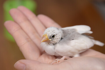 白文鳥のヒナへのエサやり