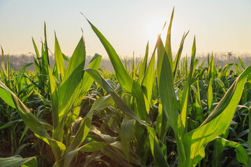 Fototapeta premium Beautiful morning the corn field