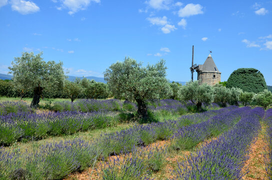 Stunning lavender field and olive trees landscape in the village Goult in Vaucluse, Provence-Alpes-C&ocirc;te d'Azur, old stone windmill in the background