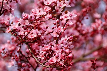 Zierkirschenblüte