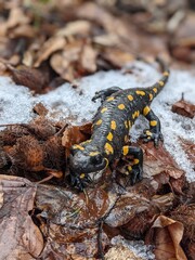 Feuersalamander mit Schnee