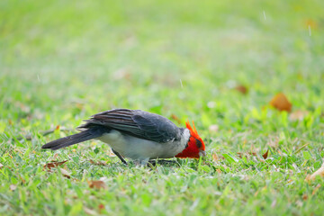 ハワイ、オアフ島のコウカンチョウ